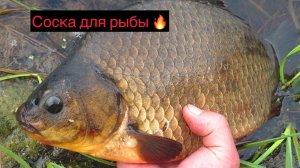 Снасть "Соска" для карповых рыб. Гарантия успешного клёва.