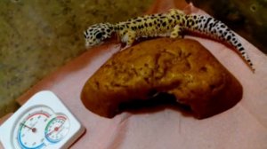 У МЕНЯ НОВЫЙ ПИТОМЕЦ !!! немного фактов о геконах