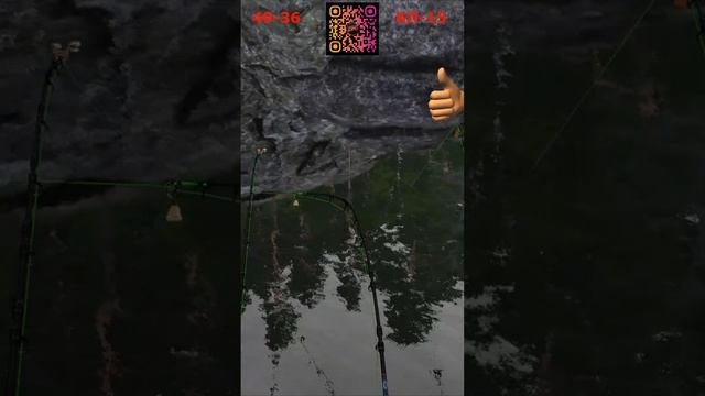 РЫБЕЦ ТРОФ РР4 ЛАДОЖСКОЕ озеро - Русская Рыбалка 4 | RUS FISHING 4  #русскаярыбалка4 #рр4