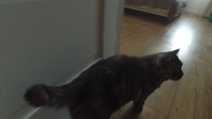 Распаковка трёх таба сквишей 🧇🥯🐾