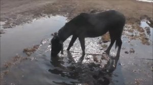Загнал кобылу в пахоту. В лес на лошадях.