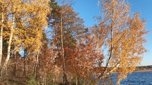 Золотая осень