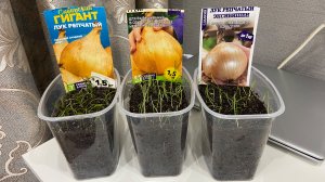 Всходы лука эксибишен, айлса грейг и сибирского гиганта. Покупки к пасхе.