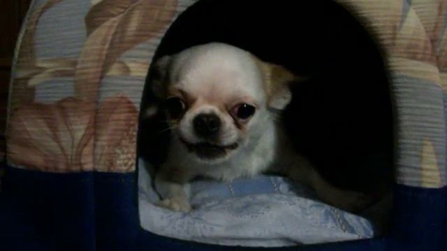 Тимоха-зверь... смотреть онлайн