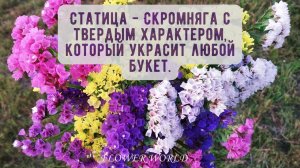 Статица - Скромняга с твердым характером, который украсит любой букет.💐