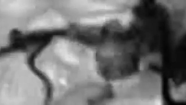 MRI movie of a sea slug biting