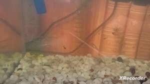 Кормление малька гуппи яйцом.