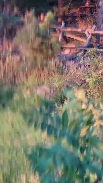 Black bear charges runner in Boulder, Colorado. #bear #bearattack #blackbear #shorts #trailrunning смотреть онлайн