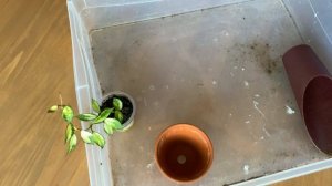 Hoya Lacunosa variegated- новинка коллекции