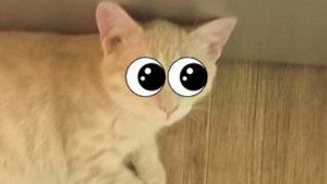 троллинги над котёнком марсиком! котёнок Марсик! как котёнок отреагирует на троллинги