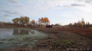 Лось во время гона. Бык в поисках коровы. ?