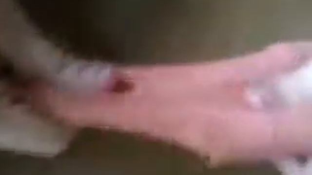 Слайм пончик смотреть онлайн