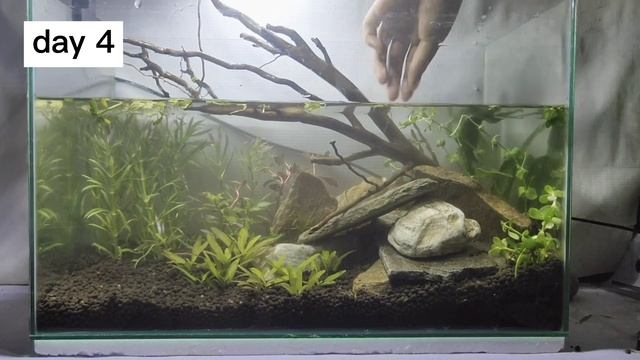 The Cave - no CO2, no filter, with organic fertilizer ( 1 week update ) смотреть онлайн