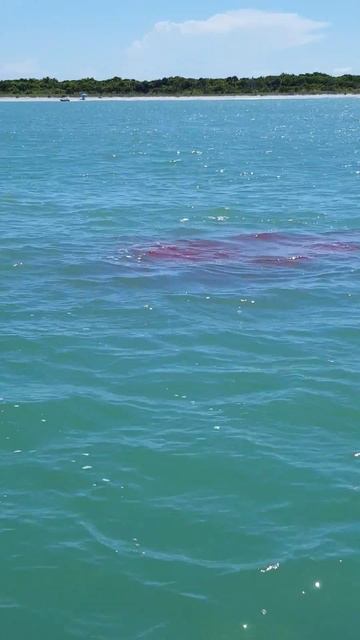 Hammerhead shark eats tarpon 2016 смотреть онлайн