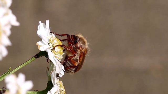 Junikever смотреть онлайн