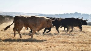 Звук Бегущего Стада Крупного Рогатого Скота, Коров, Быков. Asmr. Звук Копыт