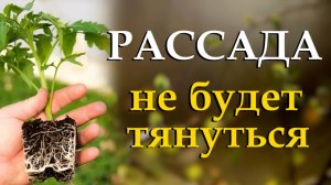 Что делать чтобы рассада не вытягивалась. Обзор урожайных томатов 2025