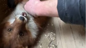 Лиса-Алиса. Игра с лисом Игнисом в песке