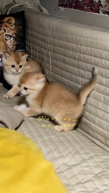 Золотые (шиншиллы)котята - учаться играть 💪🐾 - открыта бронь на  котят  (продажа по договору)