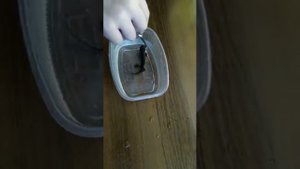 Новый деликатес для питомцев, 1часть