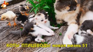 Коты птицеводы со своими подопечными 😹🐈🐈 Новая жизнь – выпуск (51) ❣️🤗😂