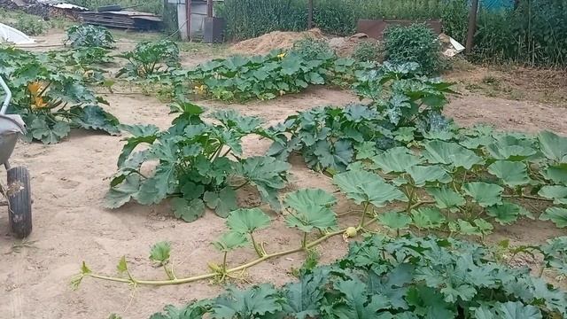 кормим индюшат собираем урожай смотреть онлайн