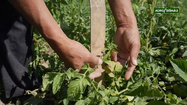 Фитосанитарная технология возделывания овощных культур