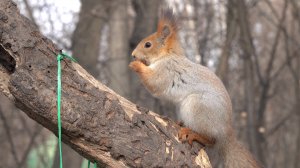 Дикая белка. Зарисовка