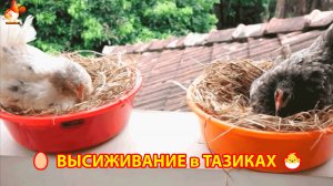 Куры наседки согласились высиживать яйца в ярких тазиках 🥚🐣🐥