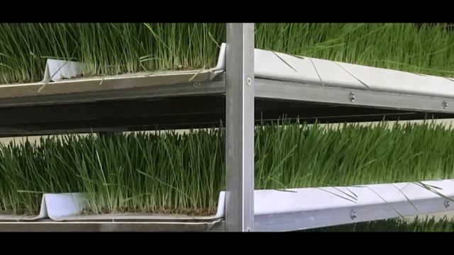 Vande Rose Farms - Pork With A Purpose смотреть онлайн