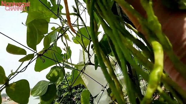 PUPUK DARI KOTORAN BURUNG LOVE BIRD JOS BANGET EPS.116 смотреть онлайн