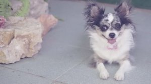 Как подстричь собаку дома? Советы от Софи ✂️🐕
