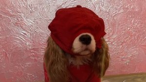 ИГРА КАЛЬМАРА 2 часть (Хаски Энигма)