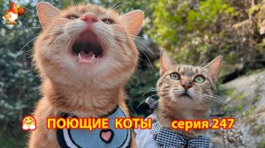 Крутые коты у птичьего двора серия (247) 🐈🐈😹 Природа Абхазии и подворье с птицами и животными ❣