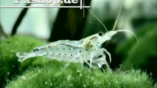 Amanogarnele, Caridina japonica (multidentata) смотреть онлайн
