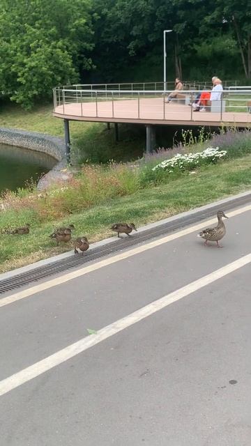 Утка переводит утят в соседний водоём на Удальцовских прудах, г. Москва, 28.06.2023 смотреть онлайн