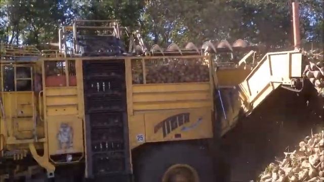 уборка сахарной свеклы комбайном ROPA смотреть онлайн