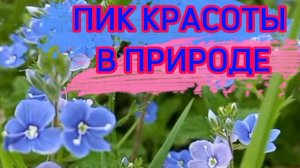 Лесная поляна.Радужный костёр июньского лета Кругом цветы.