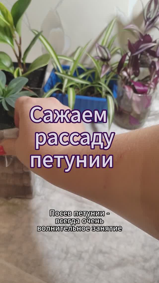 Как посадить рассаду петунии #петунии #рассада