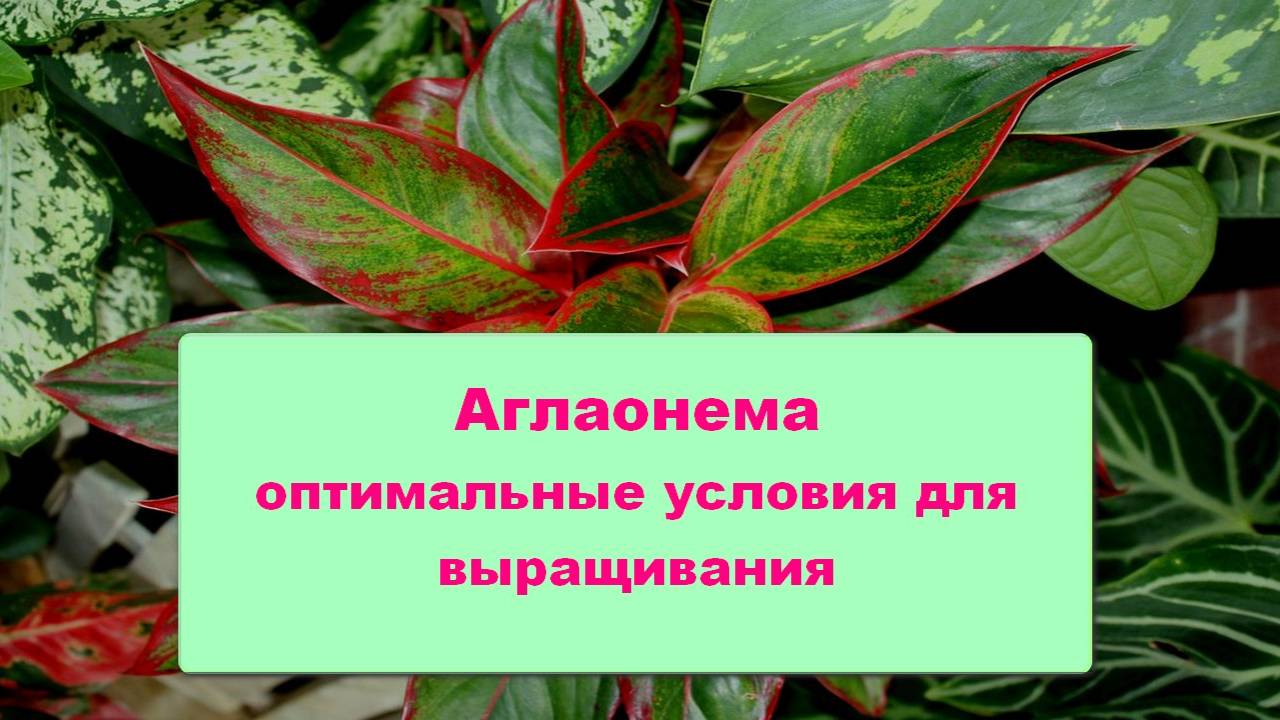 Аглаонема - оптимальные условия для выращивания