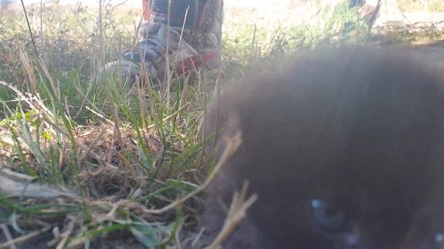 Смешение коты детёныши впервые на природе смотреть онлайн