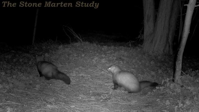 Party crashers - aka the secret courtship of Roger and Rita   (Stone marten family + Wild rabbits) смотреть онлайн