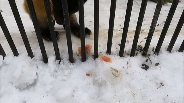 У харзы вкусная рыбка на завтрак 05.04.2021 смотреть онлайн