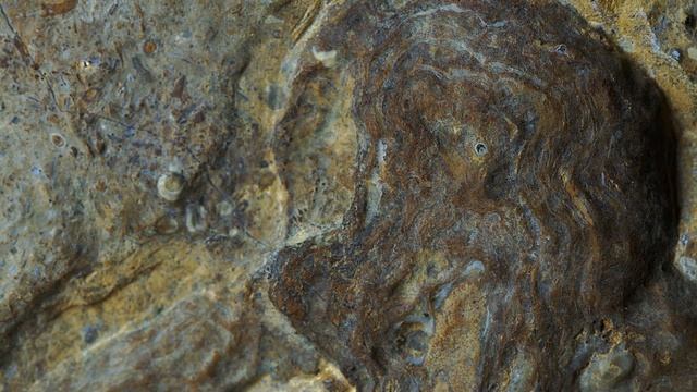 Permian fossil, anyone know what it is? смотреть онлайн