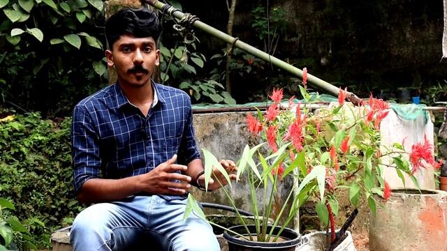 Japonica sagitaria / Amazon sword plant care and propagation malayalam / japonica water plant смотреть онлайн