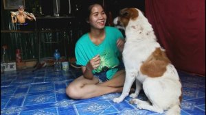 Amazing Smart Girl Playing With Dog In Her Home  How To Play With Smart Dogs Angkor HD