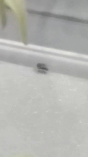 Муха не от мира. смотреть онлайн