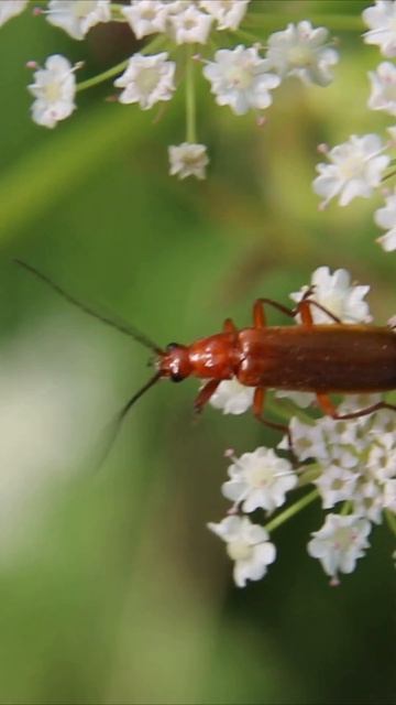 Многокоготник зонтичный, или рыжая мягкотелка (лат. Rhagonycha fulva) #shorts смотреть онлайн