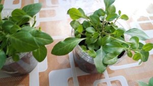 Черенкование ампельной петунии.