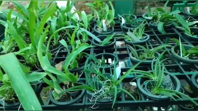 Cattleya and Tolumnia orchid care malayalam //How to grow cattleya and tolumnia orchids #garden #ti